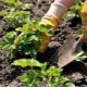 De subtiliteiten van het proces van het planten van aardbeien in de zomer 