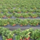 Aardbeien telen met Finse technologie