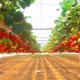 Aardbeien telen met Frigo-technologie