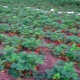 Aardbeien kweken in de volle grond