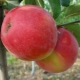 Honey Crisp-appelboom: rasbeschrijving en teelt