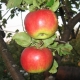 Apple tree varieties 