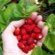 Strawberry Alexandria: rasbeschrijving en teeltkenmerken