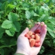 Aardbeienbaron Solemacher: rasbeschrijving en teelt