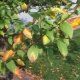 De bladeren van de appelboom worden geel: oorzaken en behandeling