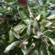 Wat te doen als de bladeren van de appelboom gekruld zijn?