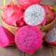 Drakenfruit (pitahaya, pitahaya, drakenoog): wat voor soort fruit is het en hoe kies je het correct?