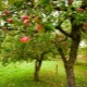 Fruitbomen voor de tuin: kenmerken van selectie, planten en verzorgen