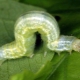 Caterpillars on an apple tree: causes, methods of control and prevention