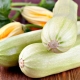 Borstvoeding Courgette: gezondheidseffecten en kookrecepten 