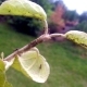 Hoe om te gaan met mieren op een appelboom?