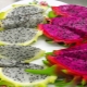 Hoe pitahaya te eten - drakenfruit?