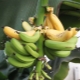 Banane d'intérieur : les variétés et leur culture