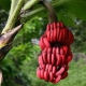 Rode bananen: hoe verschillen ze van geel fruit en hoe kook je ze?