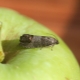 Methoden voor het omgaan met fruitmot op een appelboom