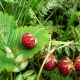 Is het mogelijk om wilde aardbeien snel te sorteren en is er een apparaat om paardenstaarten te reinigen?