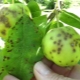 Schurft op een appelboom: kenmerken van de ziekte en behandelingsmethoden