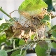 Web op een appelboom: oorzaken en remedies