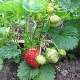 Waarom aardbeien geen snor geven en wat te doen?