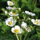 Waarom verscheen er een lege bloem op aardbeien en wat ermee te doen?