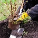 Regels en kenmerken van het planten van kruisbessen in de herfst