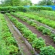 Soorten bedden voor aardbeien