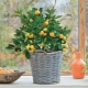 Citrus kamerplanten kweken