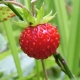 Aardbeien: voordelen en nadelen, calorieën en samenstelling