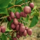 Actinidia arguta : variétés, plantation et entretien