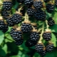 Blackberry Agawam: sordikirjeldus, istutamine ja hooldus