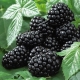 Blackberry Black Satin: rasbeschrijving, aanplant en verzorging