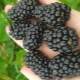 Blackberry Brzezin: kenmerken en landbouwtechnologie