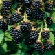 Blackberry Loch Tay: beschrijving, planten en verzorgen