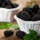 Blackberry: kirjeldus, kogumine ja ladustamine