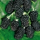 Blackberry Thornfri: rasbeschrijving en teeltregels