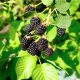 Blackberry Triple Crown (Triple Crown): rasbeschrijving en teeltkenmerken