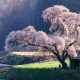 Hoe sakura uit zaden te laten groeien?