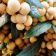 Longan: omadused ja soovitused kasutamiseks