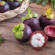 Mangosteen (mangosteen, mangosteen): kenmerken van de vrucht, het gebruik en groeitips