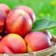 Nectarine: calorieën, voedingswaarde, gebruik bij afvallen