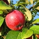 Kenmerken van het voeren van appelbomen in de zomer