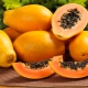 Papaya: kenmerken en eigenschappen