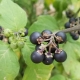 Zwarte nachtschade: kenmerken en toepassingen van de plant