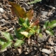 Mahonia planten en zo'n plant verzorgen