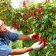 Zasady sadzenia chińskiej winorośli magnolii i dbania o nią w regionie moskiewskim 