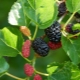 Mulberry: beschrijving, eigenschappen en teelt