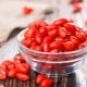 Goji berries: tính năng trồng và chăm sóc cây