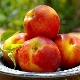 Nectarines: voordelen en nadelen voor de gezondheid, regels voor gebruik