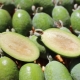 Wat is rijk aan feijoa?