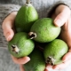 Los beneficios y daños de la feijoa para las mujeres.